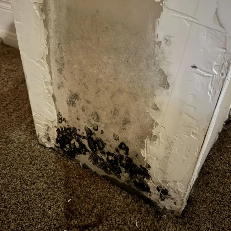 Professional Mold Removal in Boulder City, NV